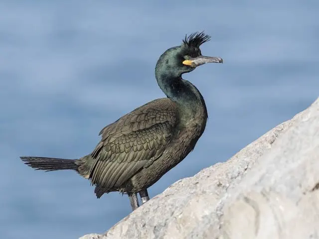 Cormoran huppé sur un rocher